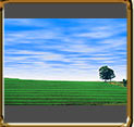 Soy plantation photo in Passo Fundo, Brazil.