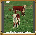 Just born Hereford calf and mother cow.